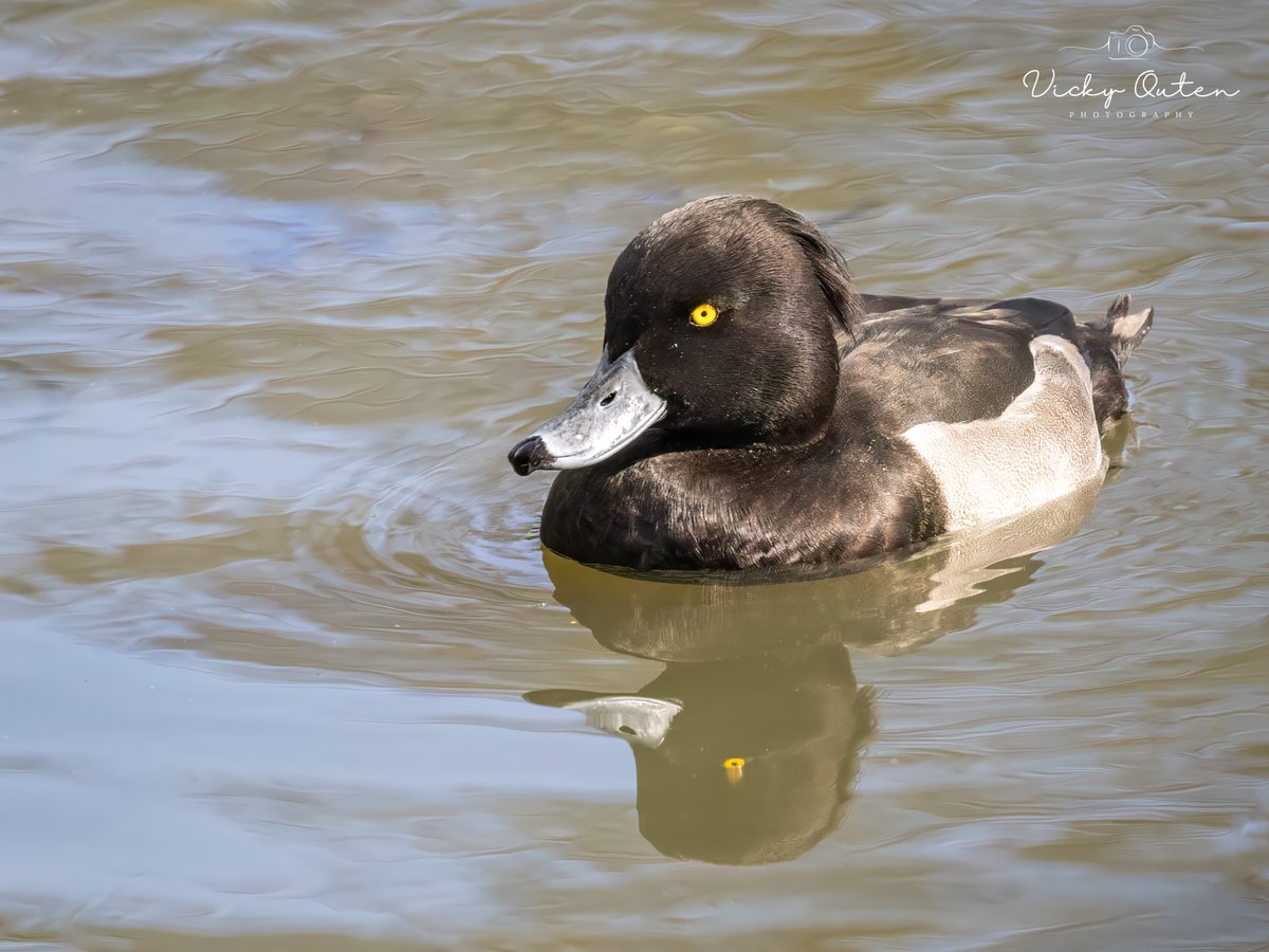 Tufted duck with reflection 

vickyoutenphotography.com

#wildlife #birds #nature #ukwildlife