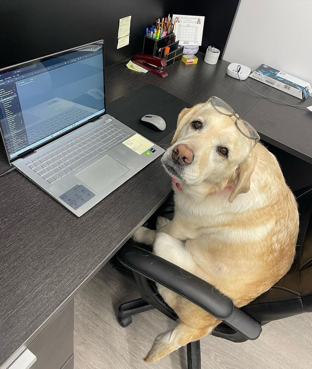 Just taking notes boss #dog #dogs #puppy #dogoftheday #puppyoftwitter #dogoftwitter #lab #labrador #thelabradorfamily #DogOnTwitter