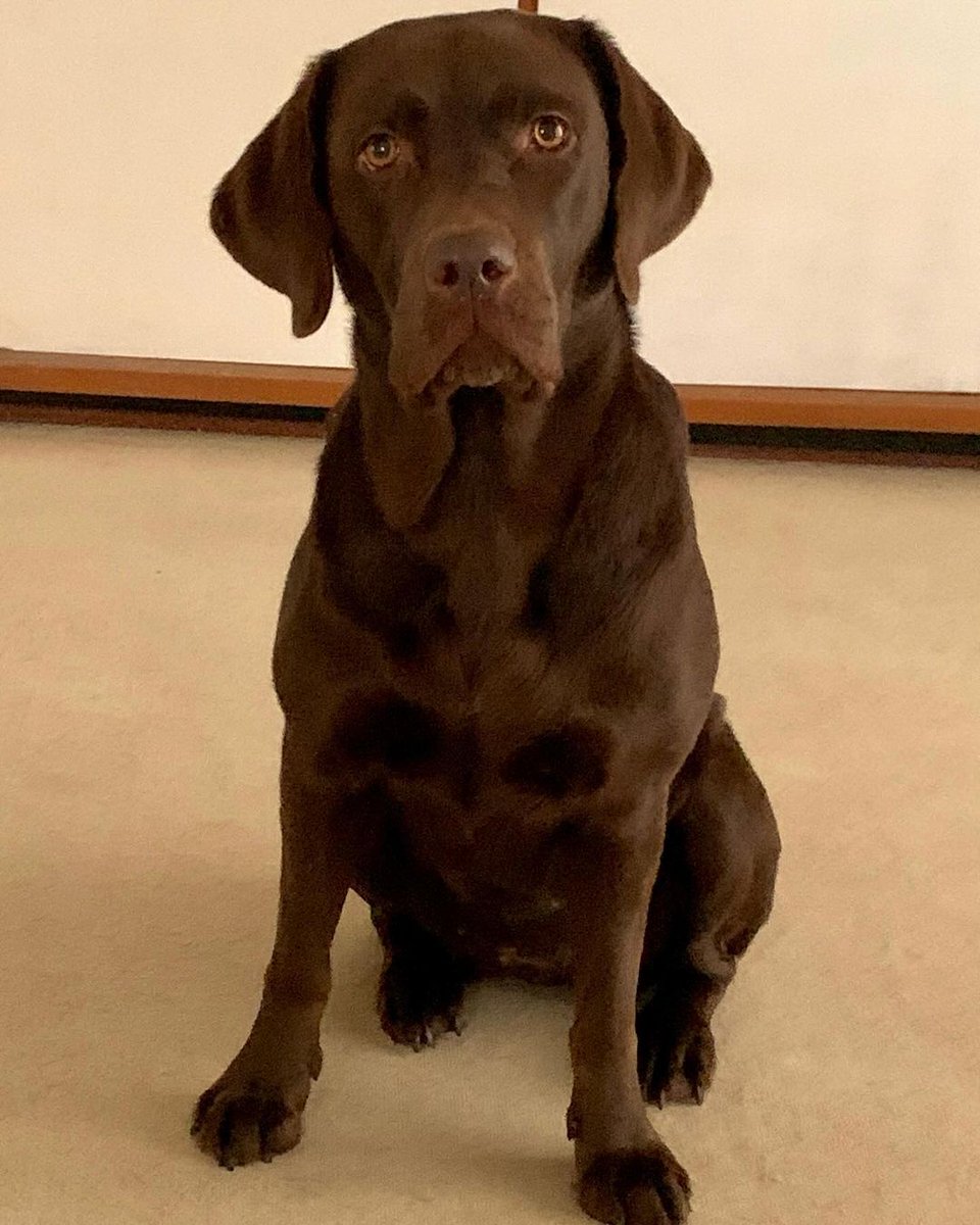 Did you say 'dinner'...? #dog #dogs #puppy #dogoftheday #puppyoftwitter #dogoftwitter #lab #labrador #thelabradorfamily #DogOnTwitter
