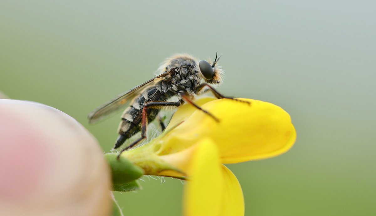 For the first time in 2023, this spectacular robber fly, Leptarthrus brevirostris) was found in Staffordshire by @NickMott7 . You can find out more about these and other robberflies at the @DipteristsForum at the fair on March 2nd. Photo credit: @ConopsEnto