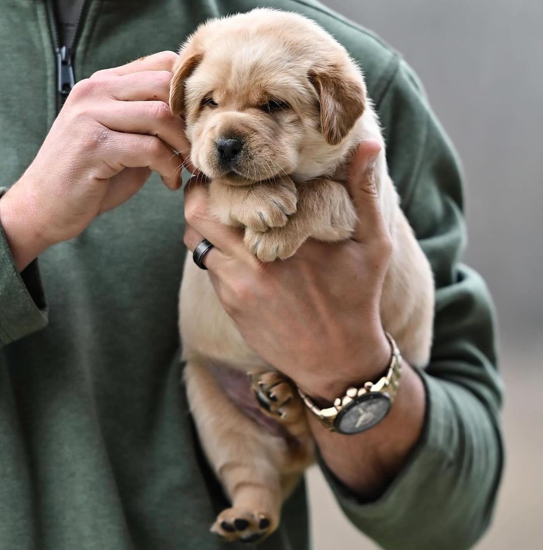 How cuteeee🥰🥰🥰🥰🥰🥰 #dog #dogs #puppy #dogoftheday #puppyoftwitter #dogoftwitter #lab #labrador #thelabradorfamily #DogOnTwitter