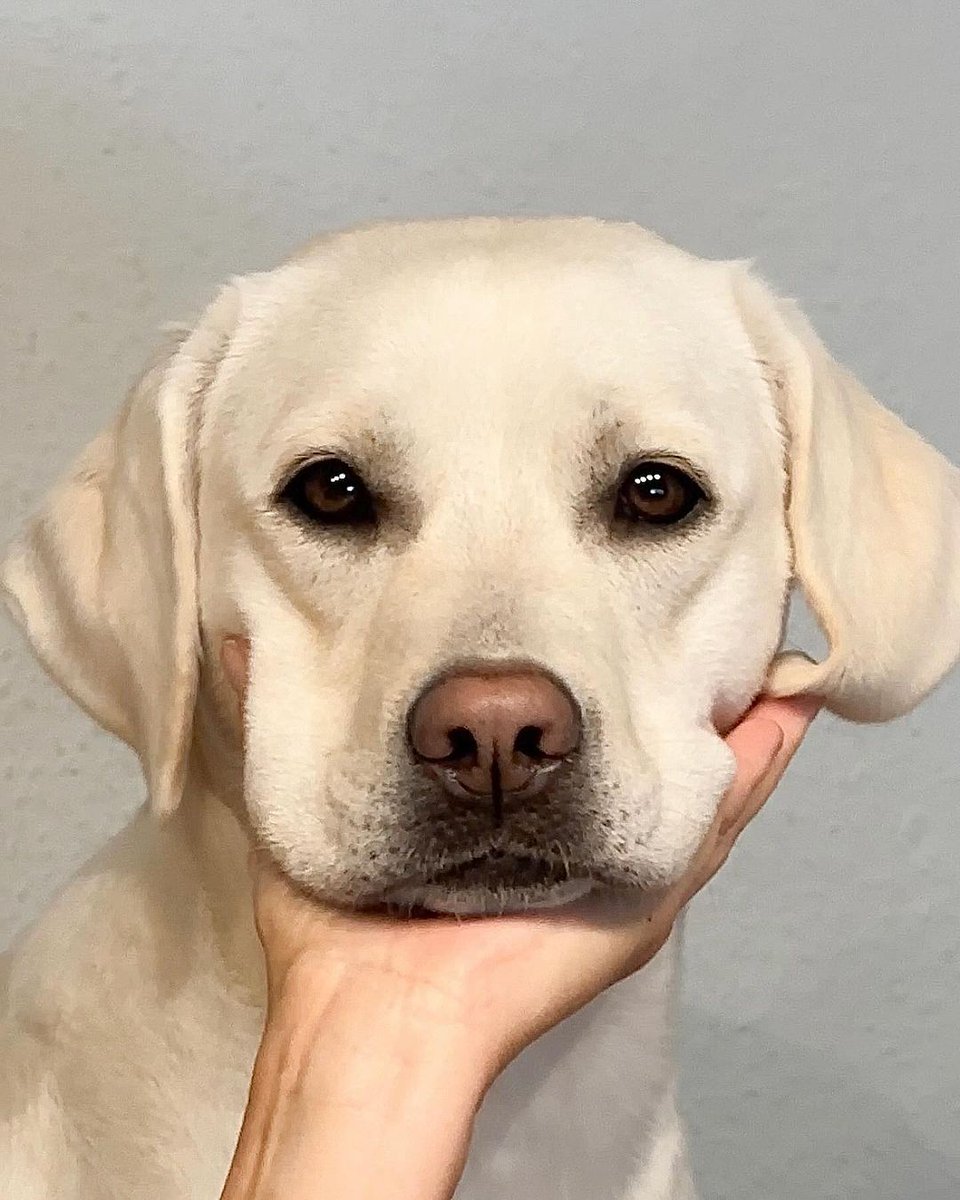 How ???????????????????????????????????? #dog #dogs #puppy #dogoftheday #puppyoftwitter #dogoftwitter #lab #labrador #thelabradorfamily #DogOnTwitter