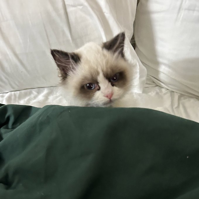 i moved while he was sleeping on me and i&rsquo;ve never seen a cat look so mad before https://t.co/KSOju9
