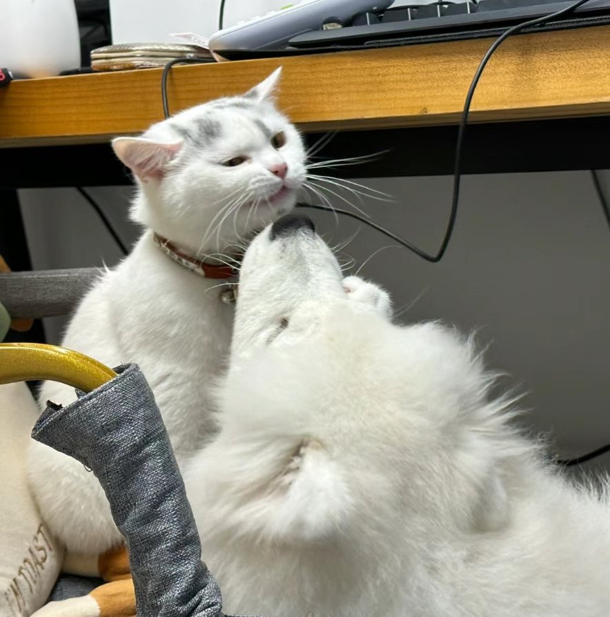 dogonboo's tweet photo. เธอค้าบ แม่ไม่อยุ่ขอหอมสองทีนะ โอ้ย https://t.co/gq2G0QIqcV