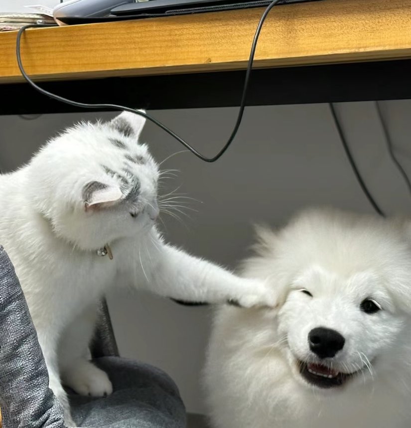 dogonboo's tweet photo. เธอค้าบ แม่ไม่อยุ่ขอหอมสองทีนะ โอ้ย https://t.co/gq2G0QIqcV