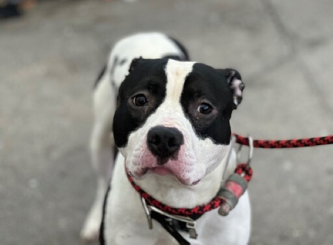 His family moved without him and now 13 month old puppy MacHo 189744 is now intensely fearful, shaking and shut down. TBK in NYCACC Tuesday, a social, affectionate and playful puppy who slept with the kids in the house, he loves to play and knows his commands in Spanish and…