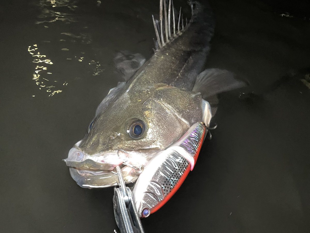 kyuurifishing's tweet photo. 時差投稿だけどコノシロ喰いWコークフィッシュ!!
ずっとエラ立てて怒りまくっていて、マゴチみたいな顔になってる、、、、
アップからゆーっくり明暗に流し込んでゴンっ!!
#Fishman
#WCORK130 https://t.co/qJSeqWbfjP