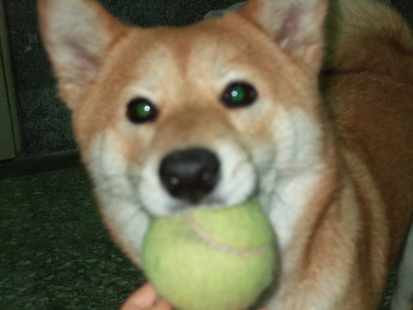 小乖，今天妳去當小天使三個月了，妳在天上過得好嗎？ 有人陪妳玩球球嗎？早知道姐姐多陪妳玩球球了，明知道狗狗的時間短暫，姐姐還那麼晚回鄉陪妳，很懊悔…
姐姐好想妳，姐姐餘生都會想妳，妳已住在姐姐心中，妳是我們家永遠寶貝的家人，最後我們會再相聚的🌈❤️