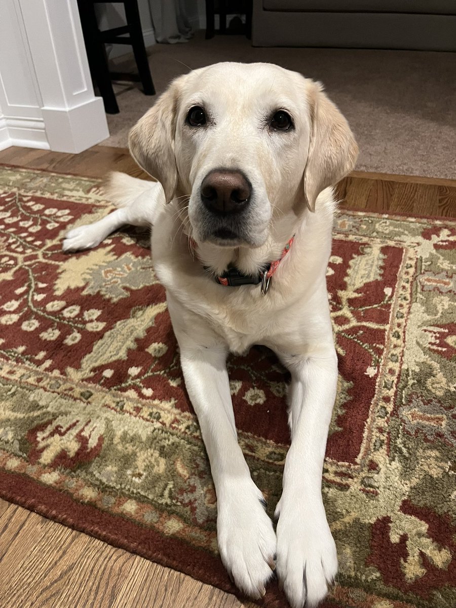 Happy Birthday to Cocoa, our school dog! <a href="/CocoaSchoolDog/">𝙲𝚘𝚌𝚘𝚊</a>