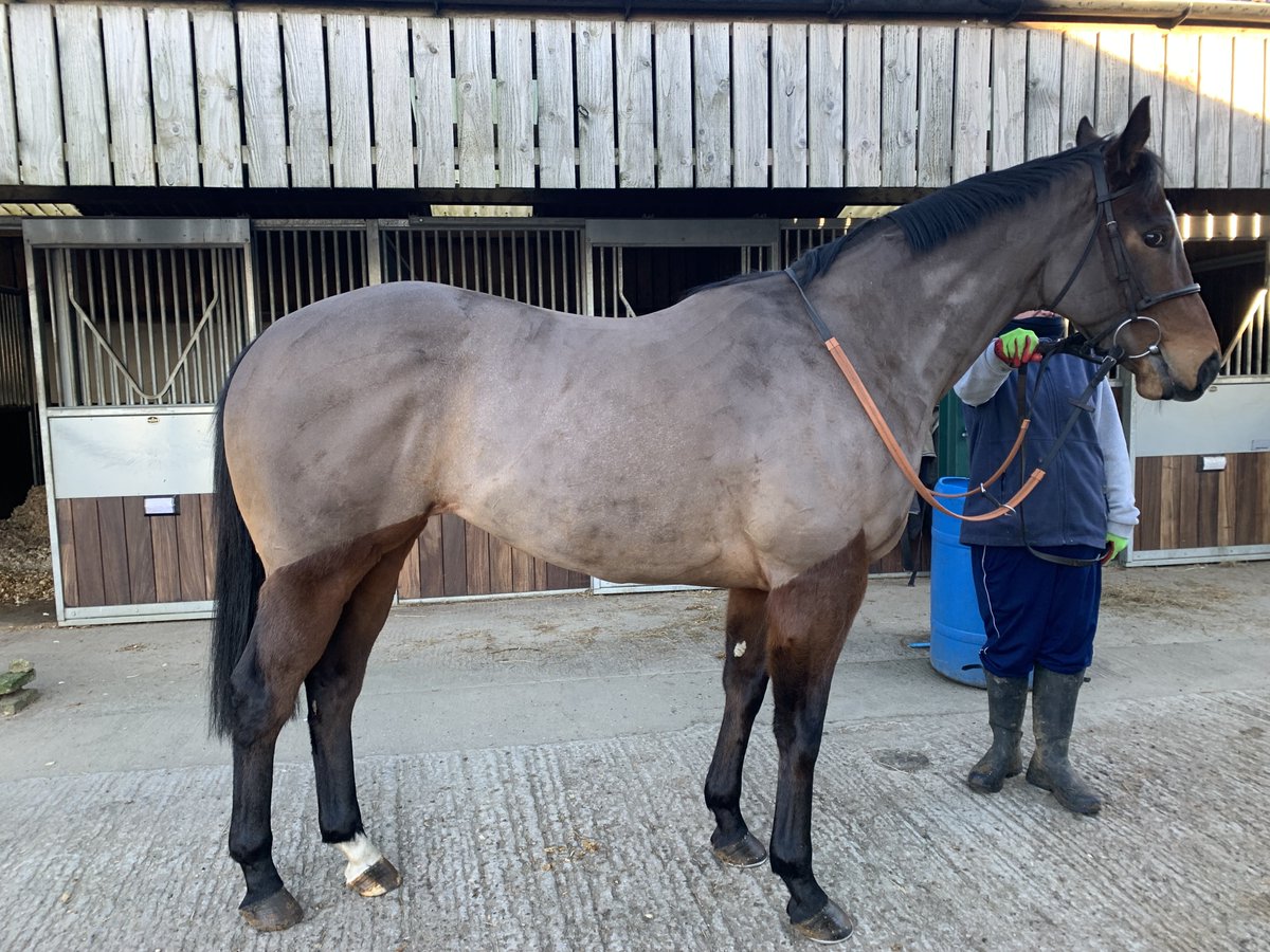SPRING IS SPRUNG (Lot 9):

🐴 5yo g. by Oasis Dream
🥇 Winner over 5f and 6f
📈 Flat OR 76
🏇 Half-brother to dual Listed winner
💻 Consigned by <a href="/ptmidgley/">paul midgley</a> 

Catalogue: thoroughbid.co.uk/collection/40

#JanuarySale✨ | 𝐓𝐇𝐔 𝟐𝟓 𝐉𝐀𝐍