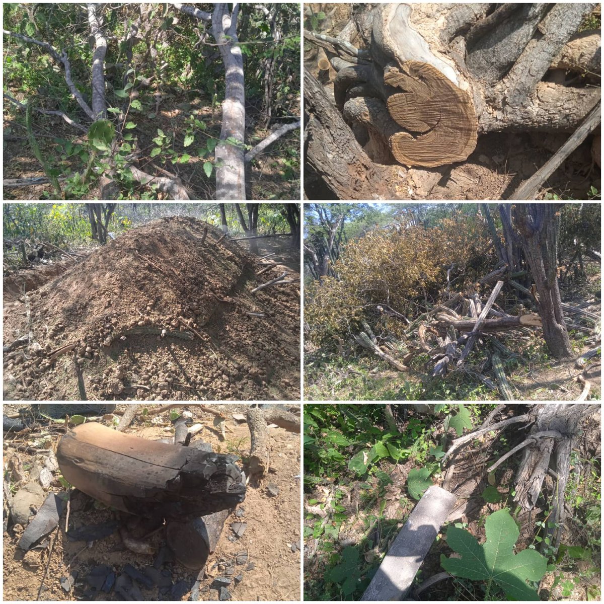 Antonio71988574's tweet photo. La tala de especies arbóreas del semiárido para la producción de #carbon (#180TM), trae consigo la destrucción del ecosistema semiárido, la pérdida de su biodiversidad y de sus servicios ecosistémicos y se profundiza la desertificación.
#NoAlaProducciónDeCarbónDelBosqueSemiárido https://t.co/rTJdGVnZwU