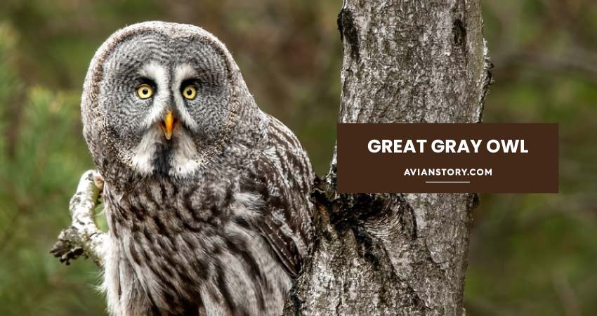 projonmo106's tweet photo. Like Great Horned Owls, they have ear tufts at the side of their heads.

Read more 👉 https://t.co/Tjggih6qXV

#OwlSpecies #ComprehensiveOwls #Owls #InternationalOrnithologicalCommittee #GrindstoneMediaGroup #SparinglyFeelThreatened #FavoriteMealsConsist #CourtingTakesPlace https://t.co/zZG8D0fOw4