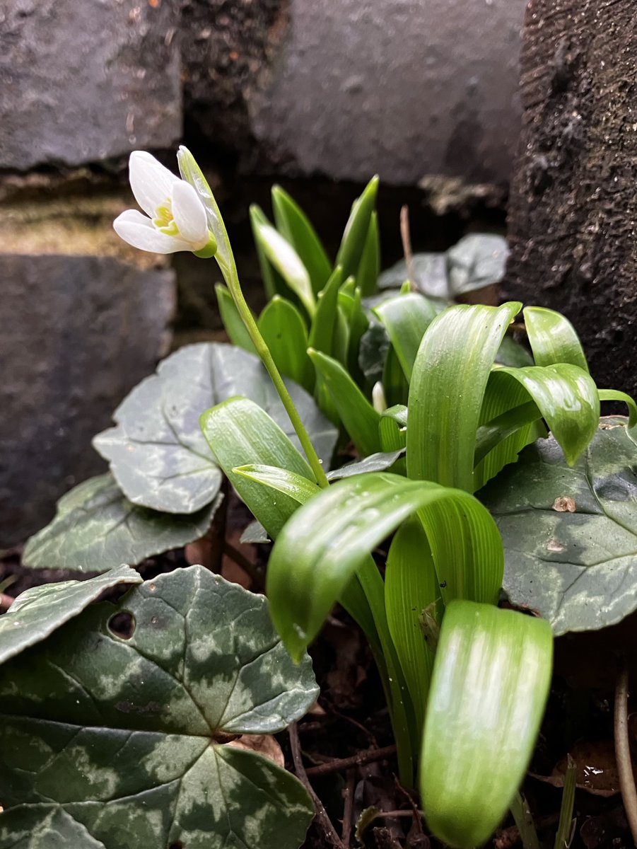 First #snowdrops of the year in our south London garden pushed their way past the cyclamen as soon as the frost cleared. #LondonGarden @gardenknowhow