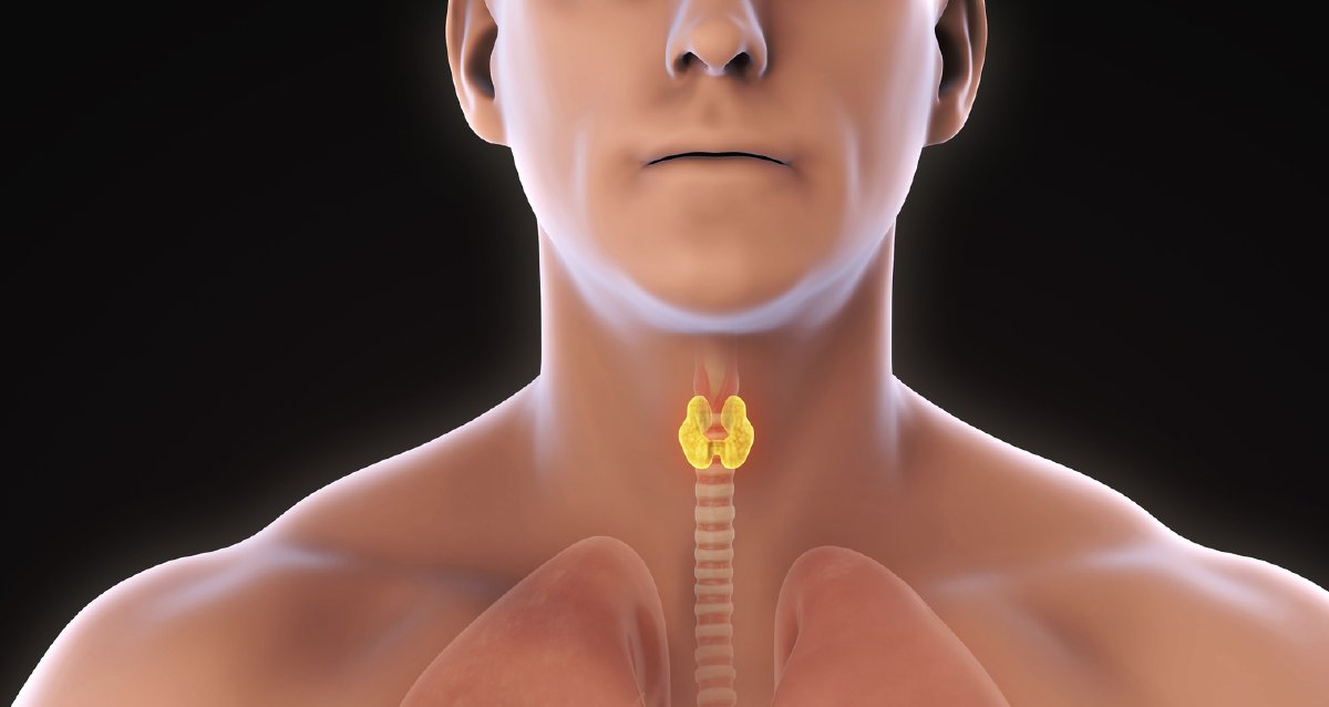 Your thyroid makes hormones to control your energy level and how your body breaks down food. If it lags on the job, you could gain as much as 5 to 10 extra pounds. What to know: wb.md/3RWysvu