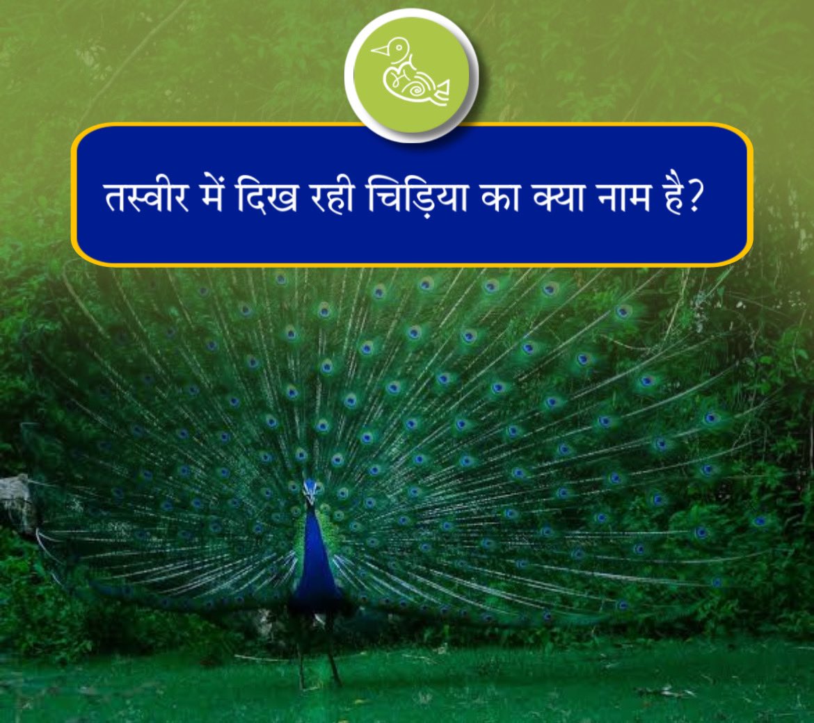 kalamgaar's tweet photo. तस्वीर में दिखाई दे रही पक्षी का क्या नाम है?

#bird #kalamgaar #nature #biodiversity https://t.co/WnHTDGxxJD