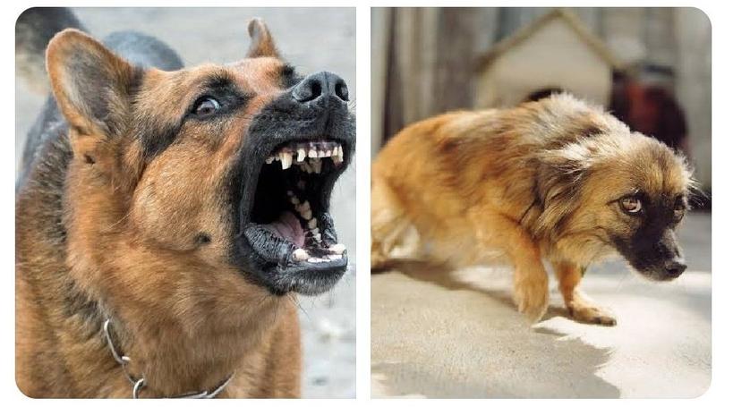 Your dog after spending a day with Nuno Tavares😂😭