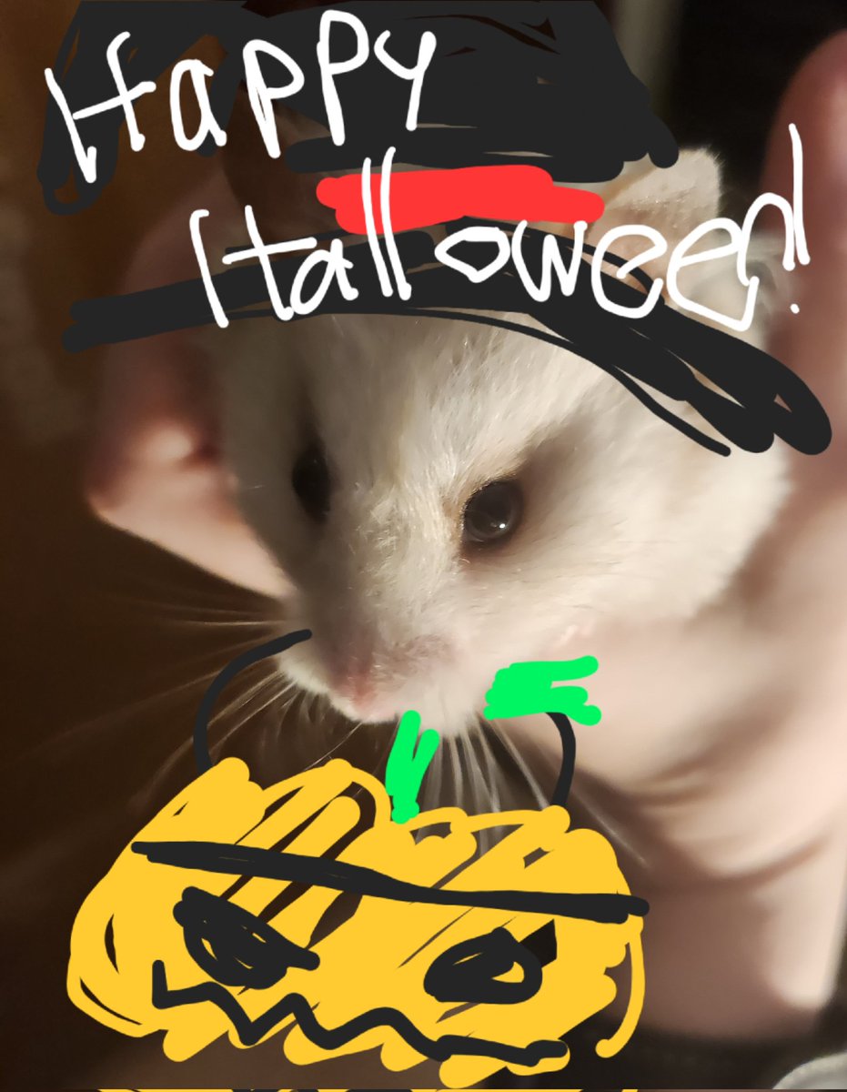 karatecorgi's tweet photo. @Nise_Hamtaro I liked Hamtaro because I owned hamsters, I owned hamsters because I liked Hamtaro - it was an endless circle, the chicken and the egg :') https://t.co/8pKIm2tVZW