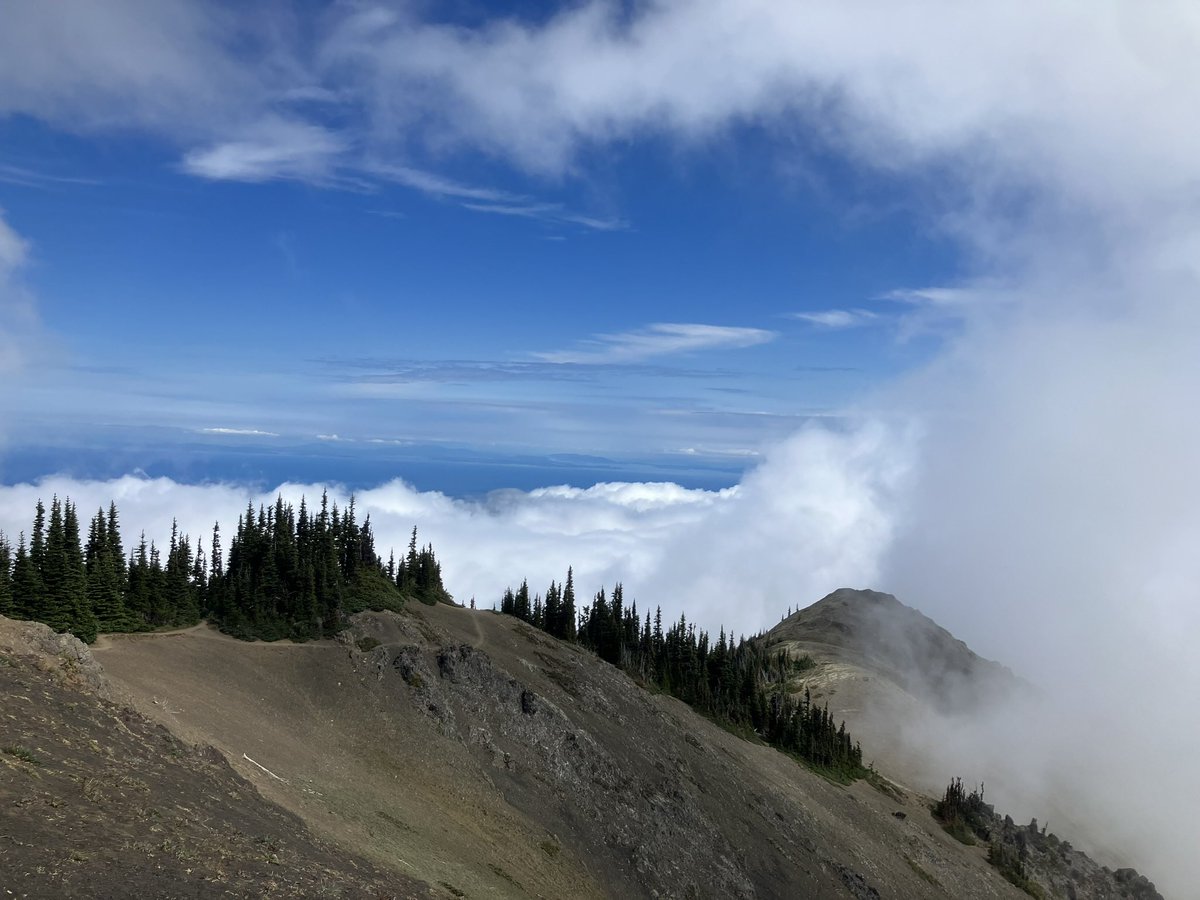 ezusthid's tweet photo. olympic peninsula, august 2023 https://t.co/AYug8uxTmF