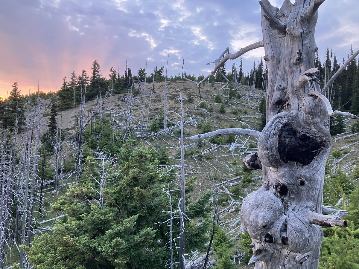 ezusthid's tweet photo. olympic peninsula, august 2023 https://t.co/AYug8uxTmF