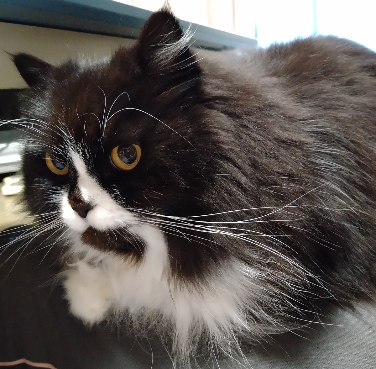 あ～あ。出勤前に膝の上で香箱座りされたら、仕事休みたくなる😍