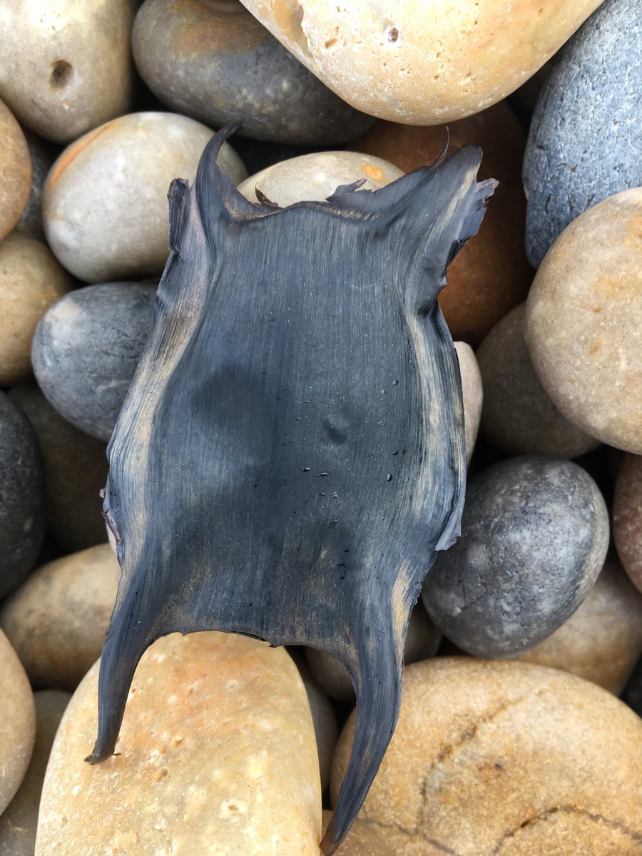 Peter Minter tweet media