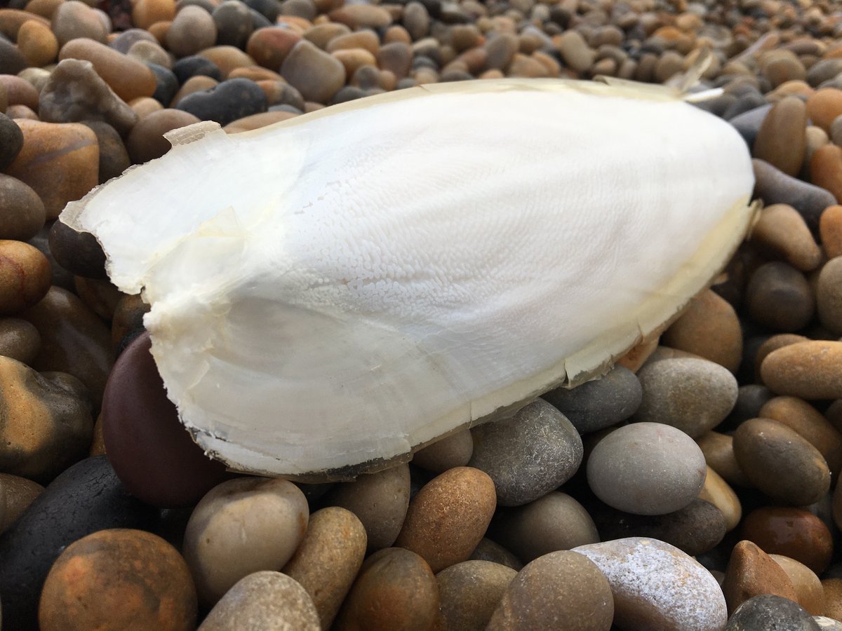 Peter Minter tweet media