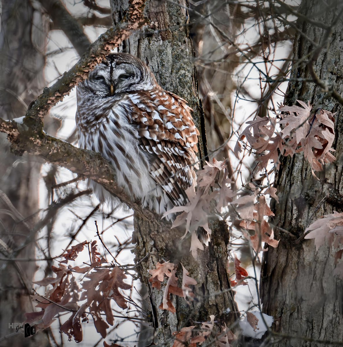 Barred owl. (Photo courtesy of Joe Viola) #owls #birds #raptors #willcounty