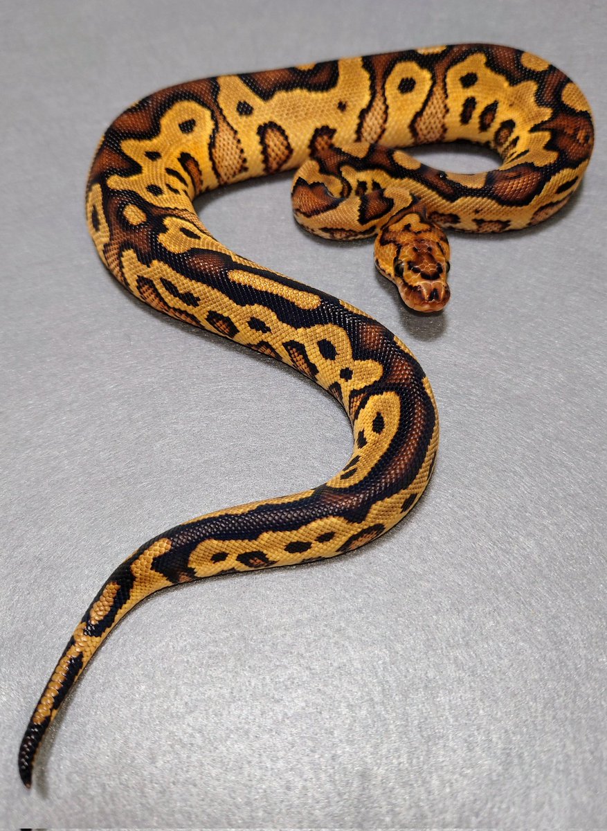 het_Tomo_S's tweet photo. スーパー久しぶりの更新🐍
この子、柄が乱れながら所々赤味が強いのでホントたまらんす
めっちゃカッコいい＼(^o^)／
早速噛まれそうになったけど、
そういう子もワクワクします👍 https://t.co/CwFsIJImuC