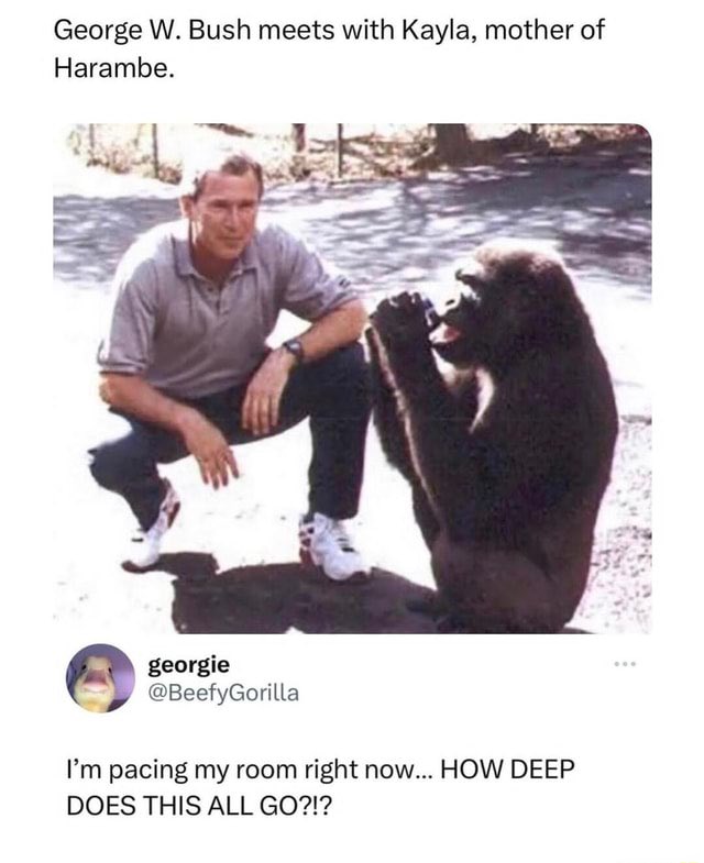 swigmeetsworld's tweet photo. @supermarETH @harambeonsolana $KAYLA is Harambe's mom and looks like she’s coming to see her son #HARAMBE! https://t.co/q2nYV8YGl1