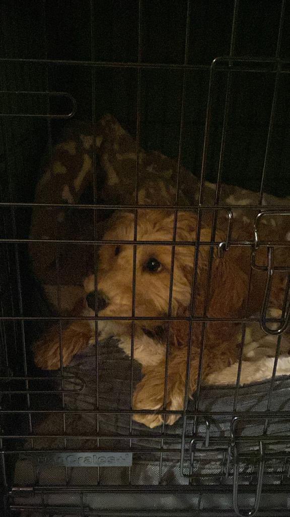 lostsentience's tweet photo. Put a finger down if you were just in your garden at 1:30am in a storm, during a “severe wind warning” cable-tying 2 branches together because your puppy was scared of them banging against the window..

Maternal instincts are no joke 😂 in my defence- look at her little face 🥺 https://t.co/w3Fys8LOXz