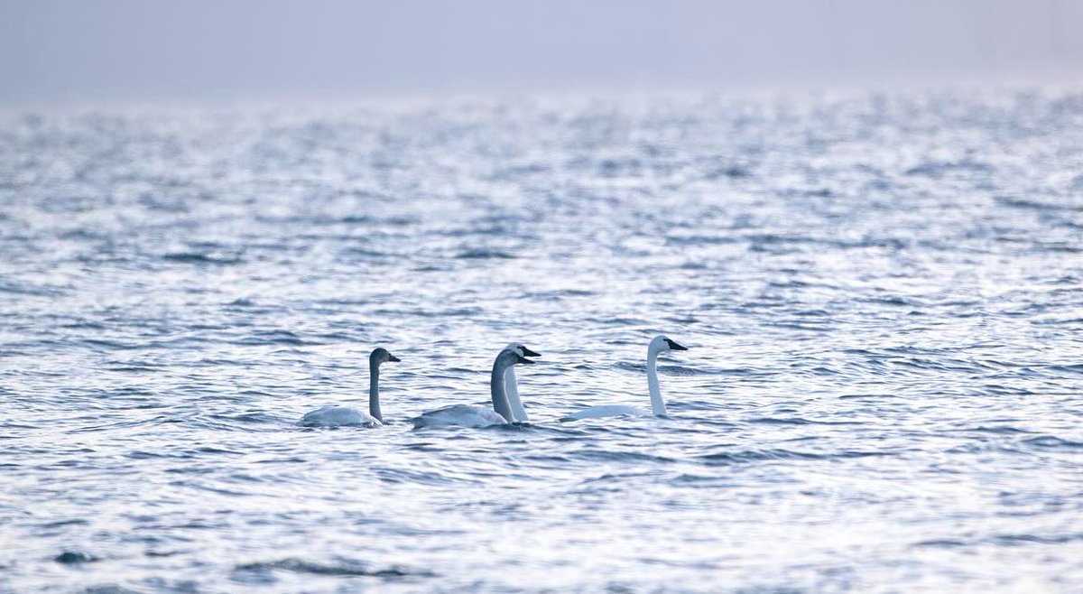 #trumpeterswans #wildlife #birds #winterbirding #lakeontario #kingstonontario #photography #NaturePhotograhpy #Nikon