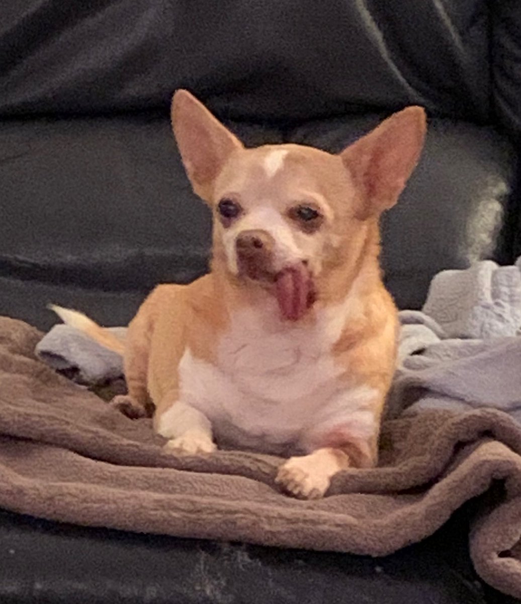 lsears77's tweet photo. @bunsenbernerbmd How about tongues?!? 🤪 https://t.co/0a4x69CCzr