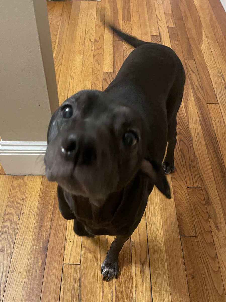 wormiebjohnson's tweet image. did yoo know that umm.,.. I’m simplee lovfing yoo :)