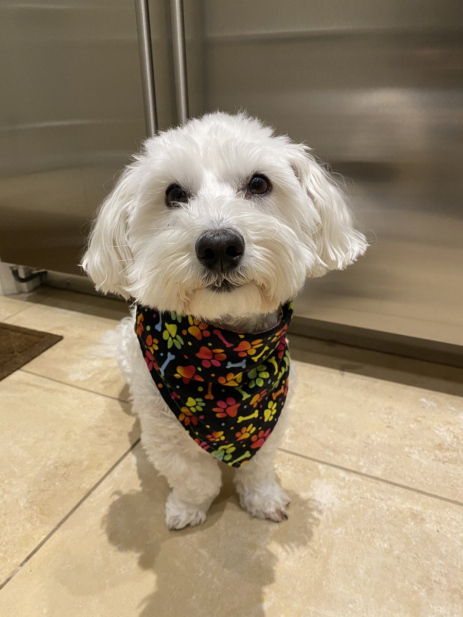 An then. #cantevenspeakaboutits 😳 Rosie hers got… ins trouble. An Mommy was mad. An thems neighbors thems mad. An hers (Rosie) kept barking. #mess #dogsoftwitter #dogsofx #adogslife #doggo #pets
Mommy here: #shitshow I’m exhausted… ‘Night 😘