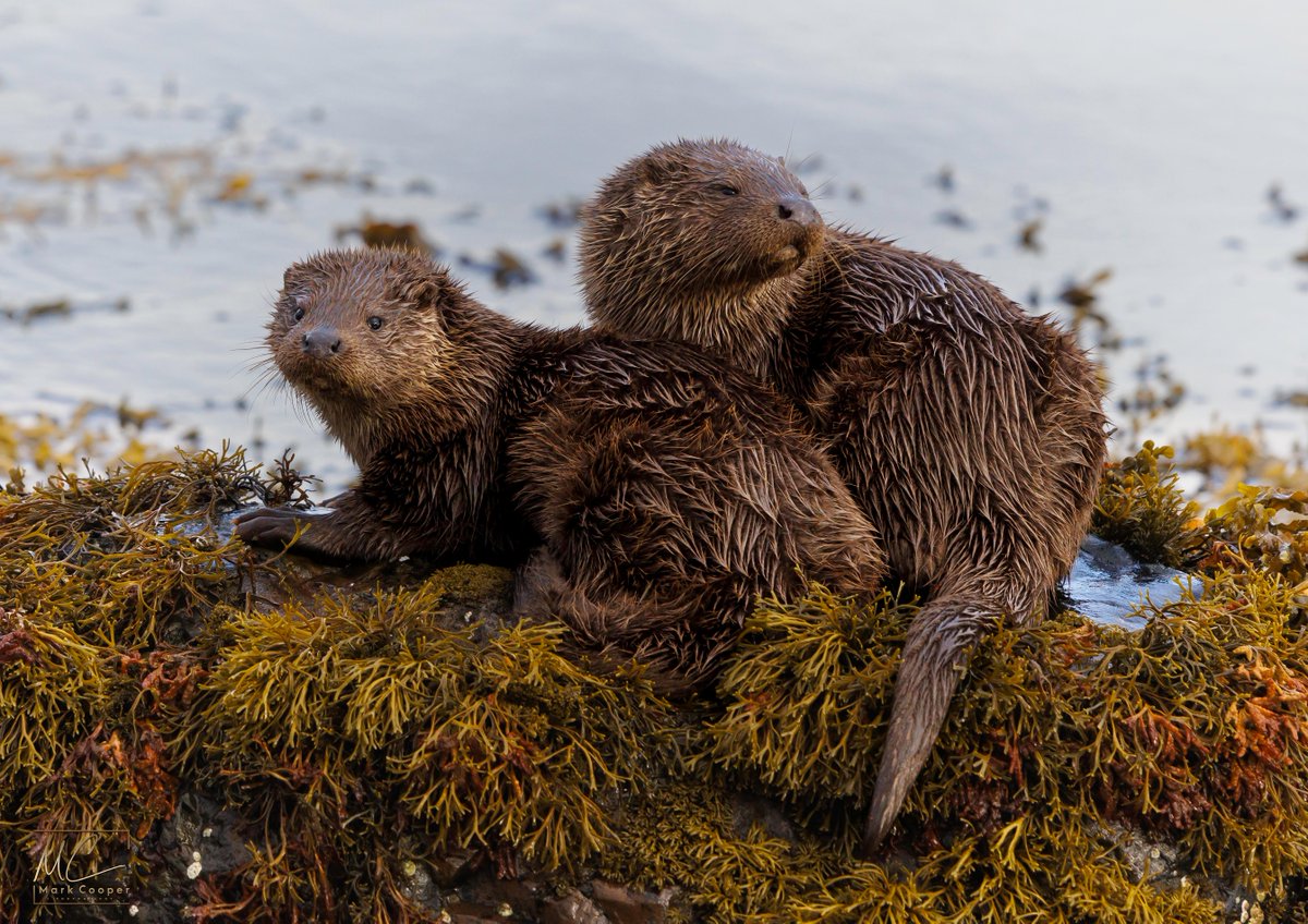 That’s it for #Winterwatch 2024 ❄️🐾🪶 Thank you ALL for joining us, we have loved every second of having you with us. We’re away for a little while but will be back for Springwatch 2024 🐣🌿 For the time being enjoy our fabulous wildlife and keep watching ❤️ 📸 Mark Cooper