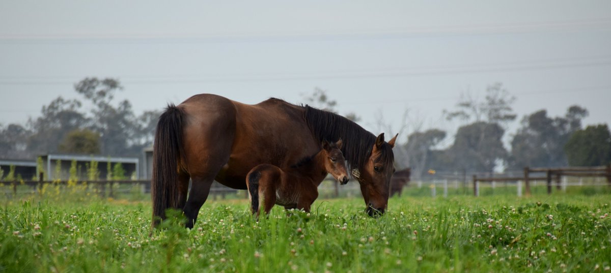 HAVE YOUR RENEWED FOR 2024?

Don't miss the benefits of being a HBV member - or your opportunity to strengthen our voice when it comes to advocating for Victorian breeders, make sure your 2024 membership is paid up today: hbv.org.au/buy-membership