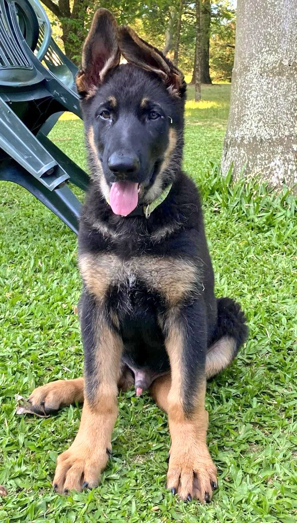 🐶 #MALDONADO Una mano para localizar a este amiguito!!!
🐾Me envían este pedido 

"Se perdió cachorro por la zona de Wilson Ferreira Aldunate! Lleva el numero en el collar, cualquier información comunicarse al 099610075. Se recompensará a quien lo tenga o tenga información que