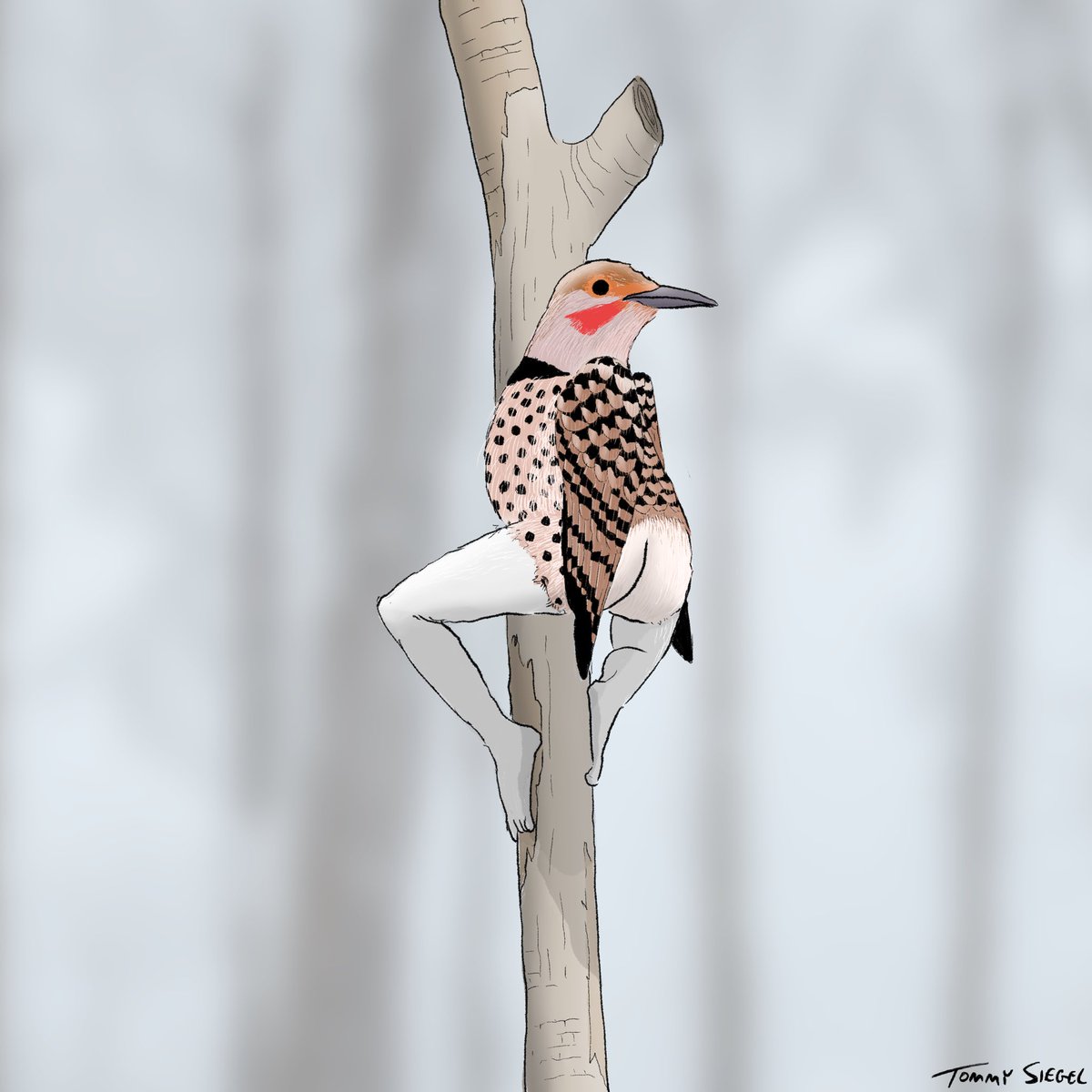 TommySiegel's tweet photo. though i have received a great deal of criticism of my bird illustrations over the years, i believe i have finally corrected the leg issue and achieved full realism!

i hope you enjoy some of my favorite winter birds from my calendar — let me know if you have any tips to improve! https://t.co/sKgHpy7eXF