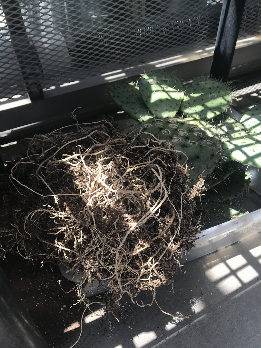 OpuntiaEnergy's tweet photo. Cactus roots go craaaaaazy 😲🫨🌵 https://t.co/Jeom1S5EkH
