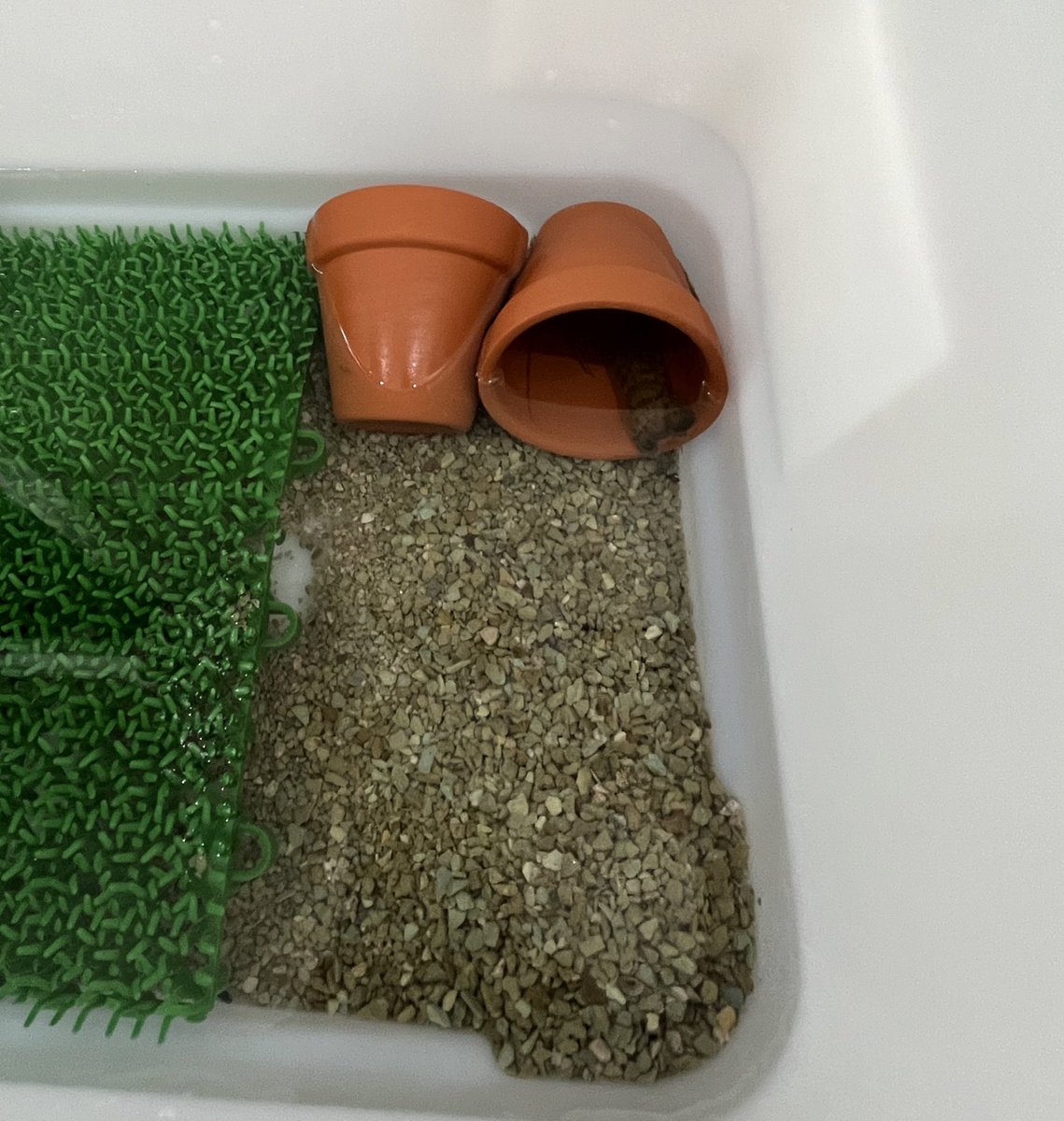 釣り堀で釣ってきた食用ザリガニ、ママがどうしても茹でられなくてペットになる😂
たこちゃんも興味津々!