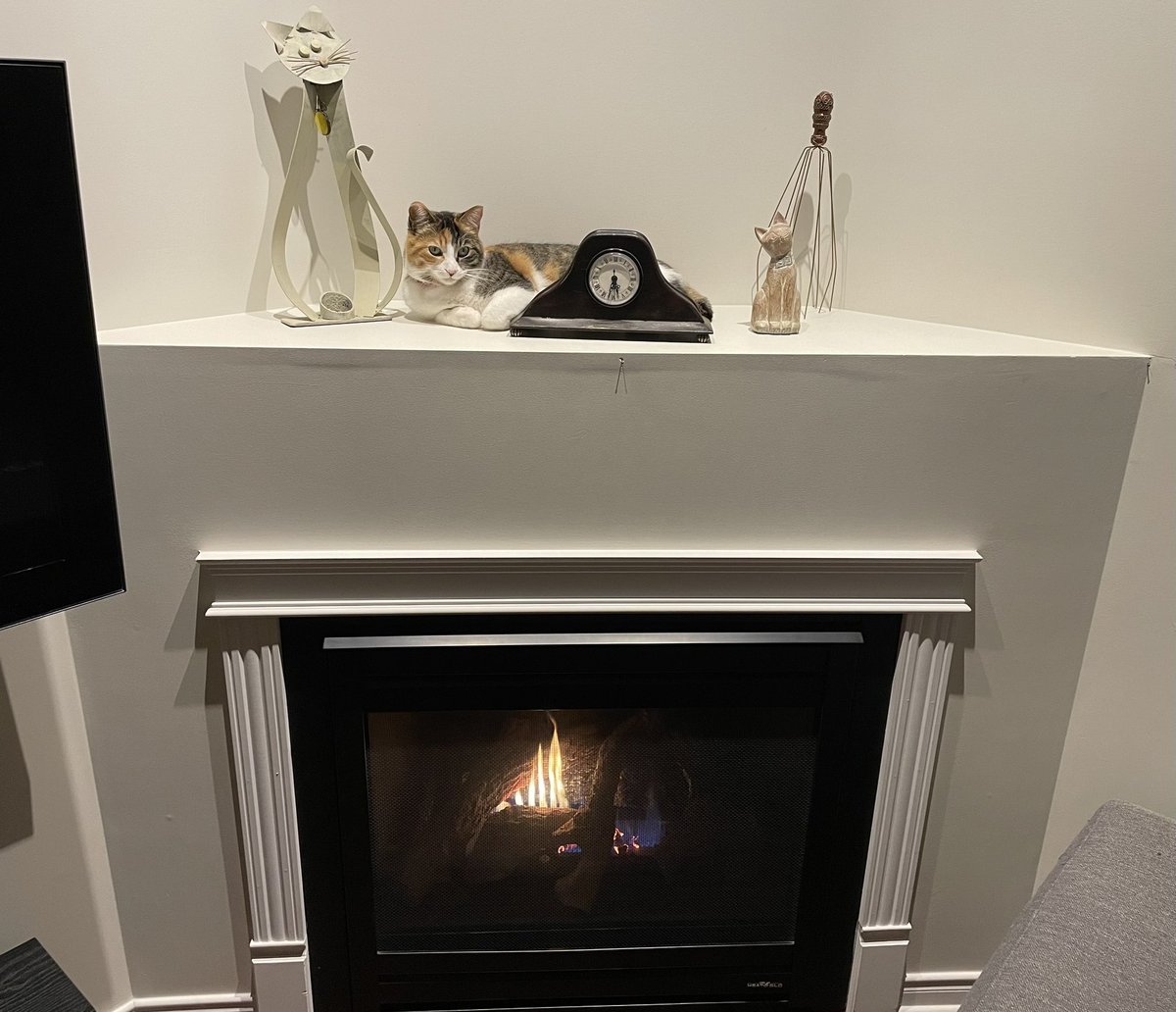 Combien de chats dans la photo ci-jointe? 😸 How many cats in the picture down below?