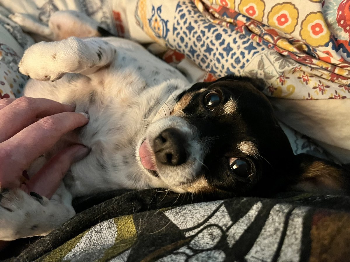 EmSigur's tweet photo. @mostlydogshere Gary, Harvey and MC Bat Commander send their love. https://t.co/fRi17MgDFP