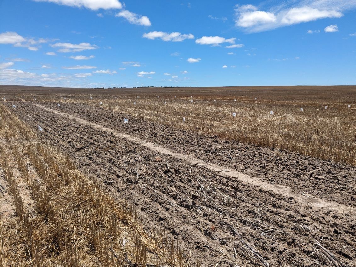 Straight into 2024 with our first trial sown! The <a href="/GRDCWest/">GRDC West</a> summer legume cover crop site - let’s see how much summer nitrogen we can grow this year, after great results last year! Thanks <a href="/NutrienWAagri/">Nutrien WA Agronomy</a> for the help!!