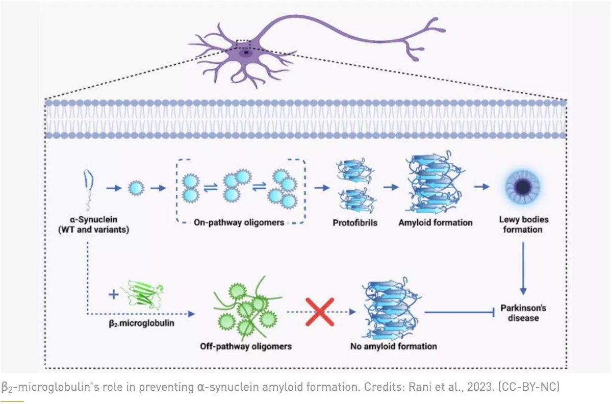 Researchers at <a href="/Jain_Lab/">Neha Jain @FAB Lab</a> <a href="/iitjodhpur/">Indian Institute of Technology Jodhpur</a> identify anti-amyloid &amp; chaperone-like activity in β2-microglobulin, offering potential diagnostic &amp; therapeutic avenues for neurodegenerative disorders like Parkinson's. 💊 

✍️ <a href="/DebrajManna27/">Debraj Manna</a> 

Read 👇 
buff.ly/3O01YiL