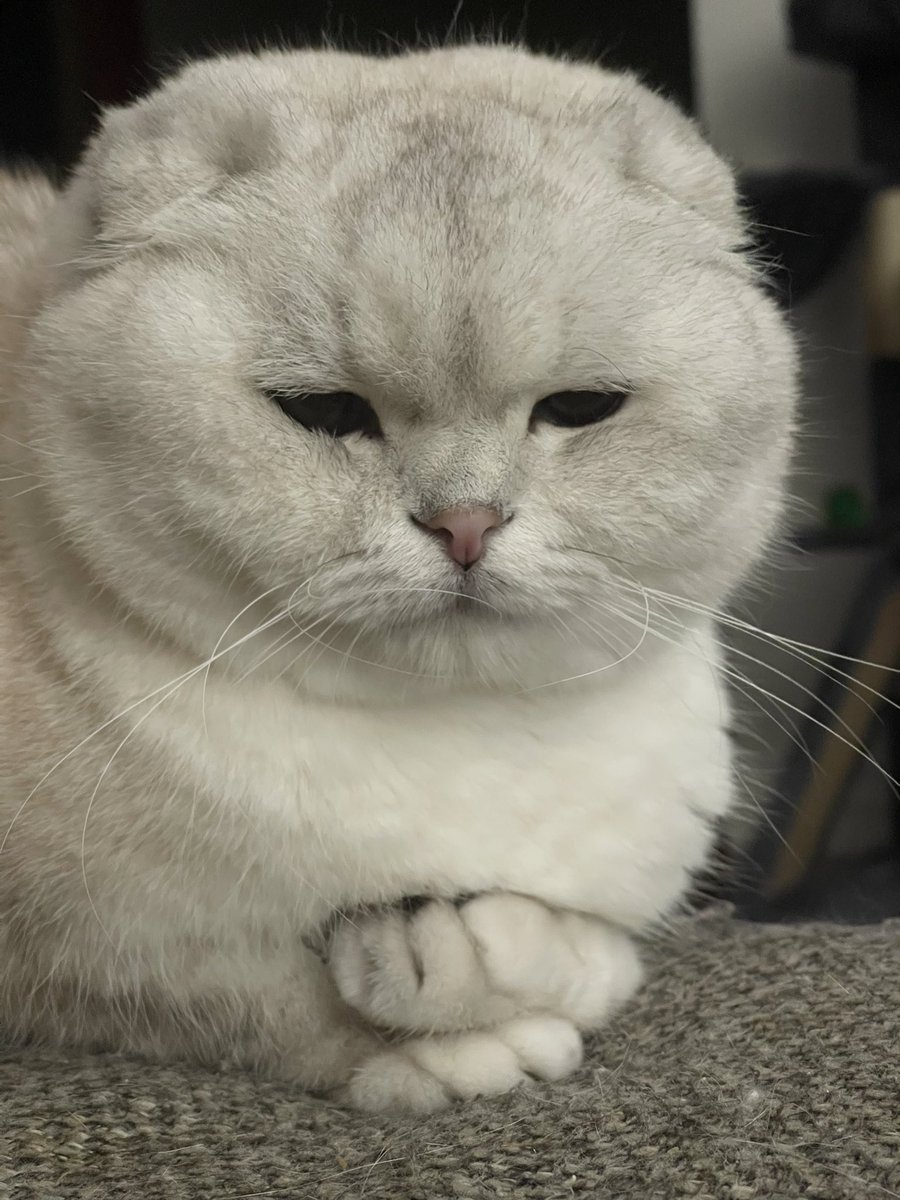 Him is a very sleepy floof