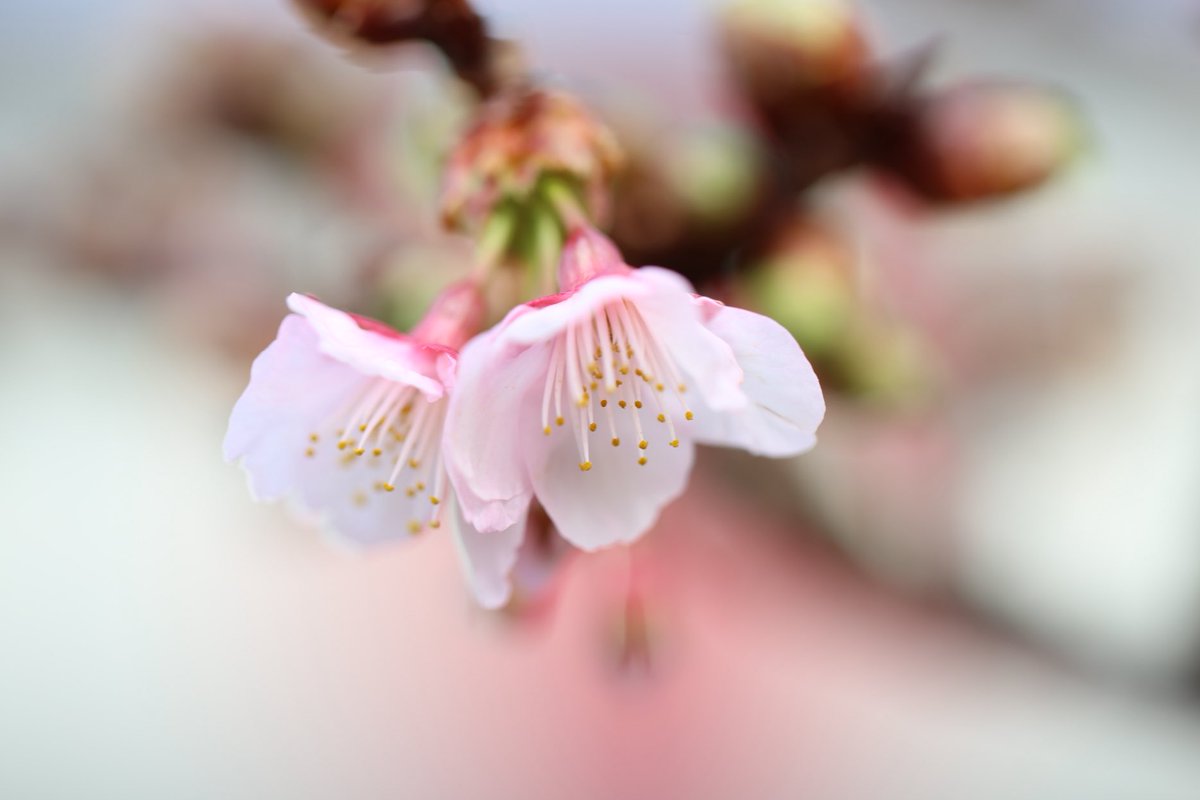 takuya_akiyama's tweet photo. 2024/01/22 10:54 #日立紅寒桜
先週の蕾が綺麗に開いていました。
EOS 5Dmk3/EF 100mm F2.8 L IS USM
ISO100,f2.8,1/250秒,露出補正+1.0
#canon #EOS #5Dmk3 #eos5dmk3 https://t.co/E7VhUUARr2
