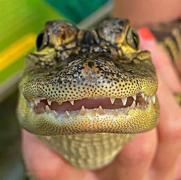 Crocodile, Alligator or Caiman?