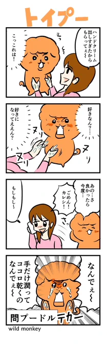 【4コマ漫画】トイプー  #4コマ #4コマ漫画 #4コマR #漫画 #マンガ #創作漫画 #漫画が読めるハッシュタグ #問プードル