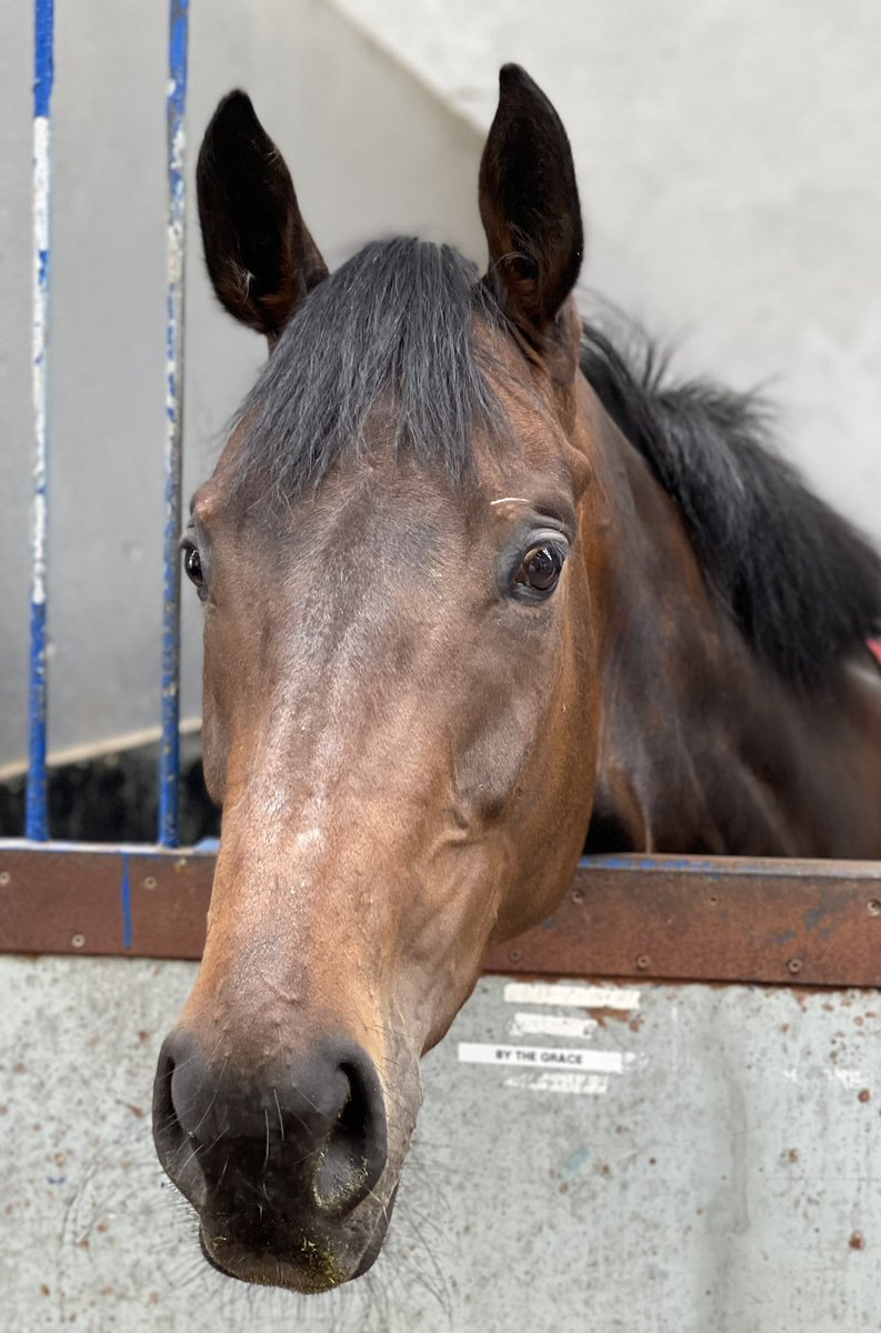 ianbyers's tweet photo. By The Grace our @MprUpdates syndicate horse has her second run over hurdles at @plumptonraces today.
Good luck to jockey @james_bowen_  the team at @sevenbarrows and all Owners. 🏇 #TeamMPR https://t.co/yMxRc98R76