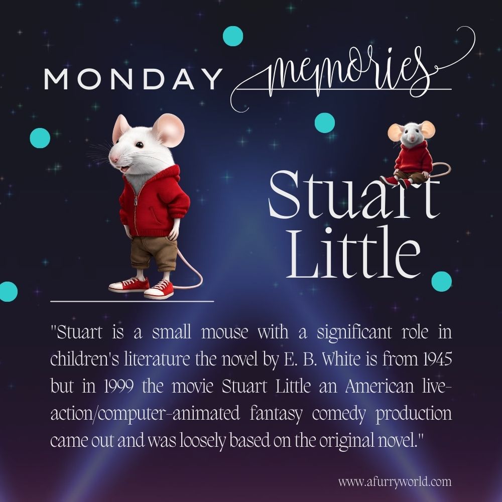 Today's Monday memory features this chatty little fur boy. Stuart little captured everyone's hearts back in 1999 in the movie adaptation of a E. B. White’s novel 

#stuartlittle #hollywood #E.B.White #mondaymemories #afurryworld #oggiv.com
